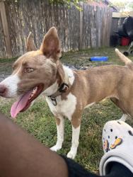 Reunited Female Dog last seen Whitmire drive, Killeen, TX 76543