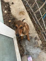 Found/Stray Male Dog last seen Kiowa & a Rock Springs Rd, San Bernardino County, CA 92308