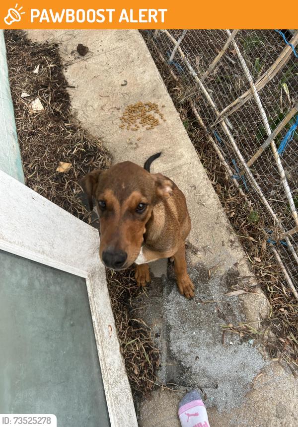 Found/Stray Male Dog last seen Kiowa & a Rock Springs Rd, San Bernardino County, CA 92308
