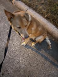 Reunited Male Dog last seen Spanish Oak Dr, Houston, TX 77066, USA, Houston, TX 77066