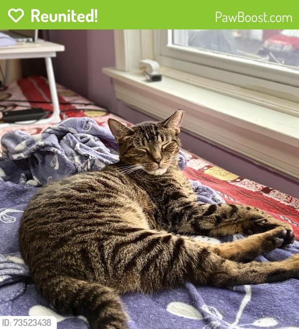 Reunited Male Cat last seen Upper Darby, Upper Darby Township, PA 19082
