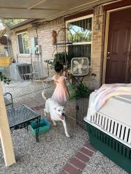 Lost Male Dog last seen Clay rd, Houston, TX 77041