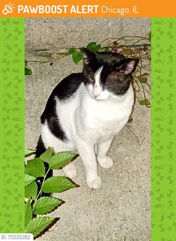 Found/Stray Unknown Cat last seen Roosevelt, Chicago, IL 60608