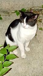 Found/Stray Unknown Cat last seen Roosevelt, Chicago, IL 60608