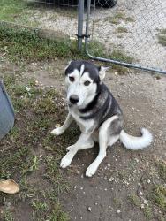 Lost Male Dog last seen Near route 1 n, Chester, VA 23831