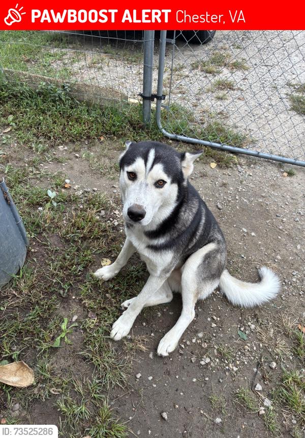 Lost Male Dog last seen Near route 1 n, Chester, VA 23831