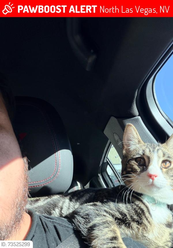 Lost Female Cat last seen Gowen and Pecos, North Las Vegas, NV 89115