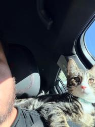 Lost Female Cat last seen Gowen and Pecos, North Las Vegas, NV 89115