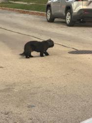 Found/Stray Female Dog last seen 93rd and Wallace, Chicago, IL 60620