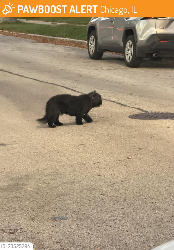 Found/Stray Female Dog last seen 93rd and Wallace, Chicago, IL 60620