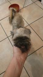 Reunited Male Dog last seen Near Woodmill lane and Gaslight ln, Mobile, AL 36695