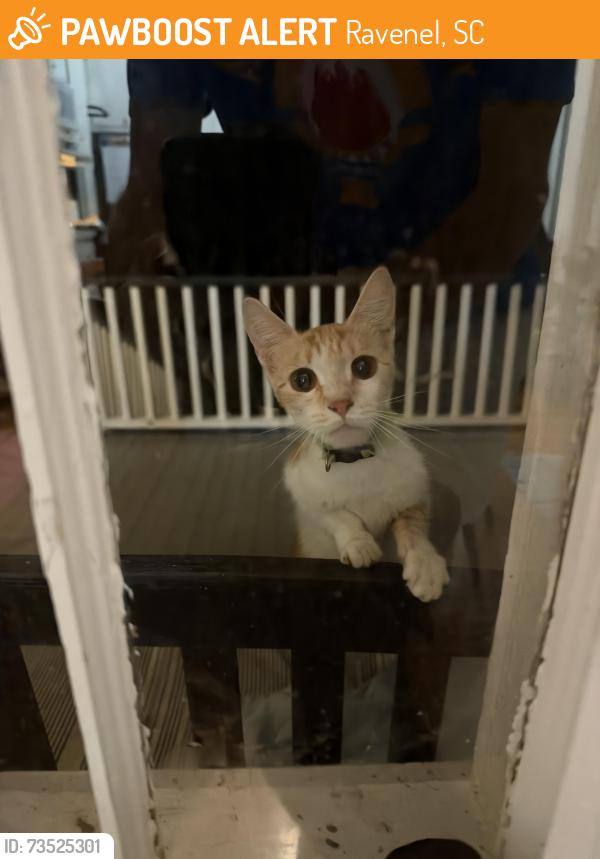Found/Stray Unknown Cat last seen Davison road, Ravenel, SC 29470