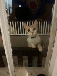 Found/Stray Unknown Cat last seen Davison road, Ravenel, SC 29470
