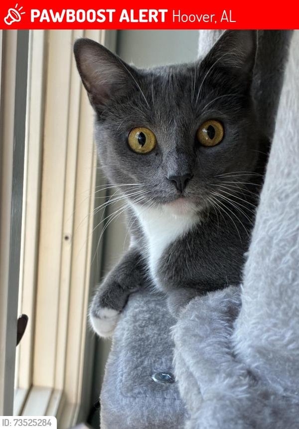 Lost Female Cat last seen Lake Winds & Southlake Parkway, Hoover, AL 35244