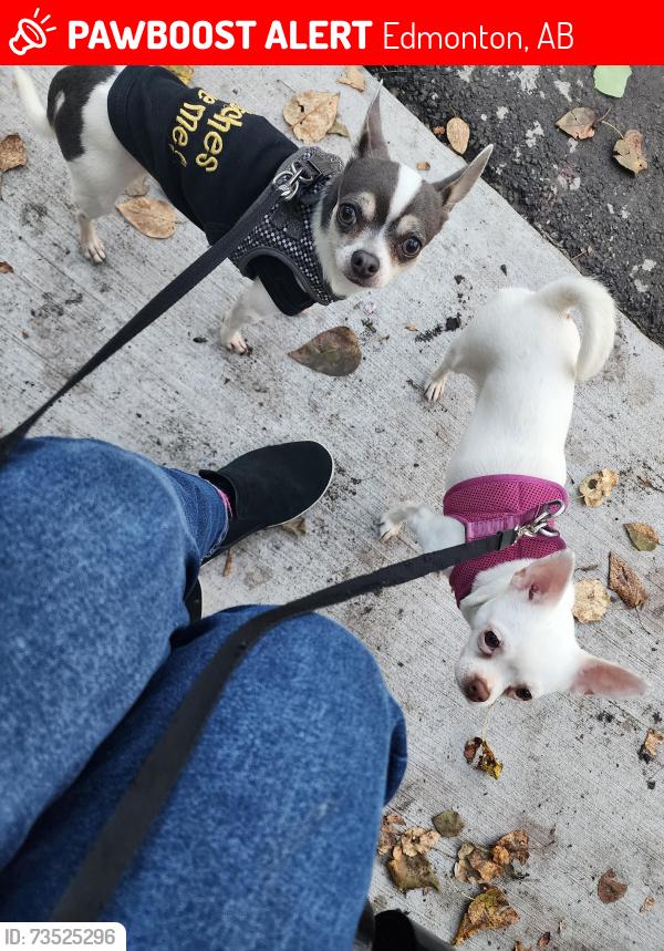 Lost Female Dog last seen 95st going west on 115ave, Edmonton, AB 