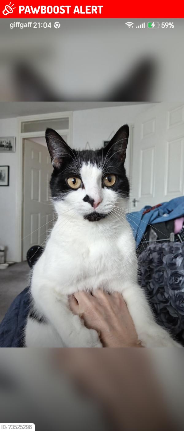 Lost Male Cat last seen Daisy street coseley, Coseley, England WV14 8SE