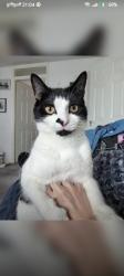 Lost Male Cat last seen Daisy street coseley, Coseley, England WV14 8SE