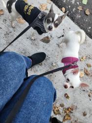 Lost Female Dog last seen 95st going west on 115ave, Edmonton, AB 