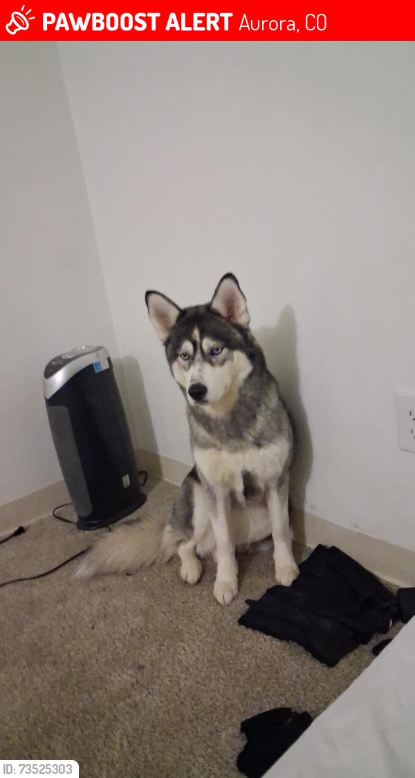Lost Female Dog last seen Near Idalia ct, Aurora, CO 80011
