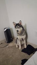 Lost Female Dog last seen Near Idalia ct, Aurora, CO 80011
