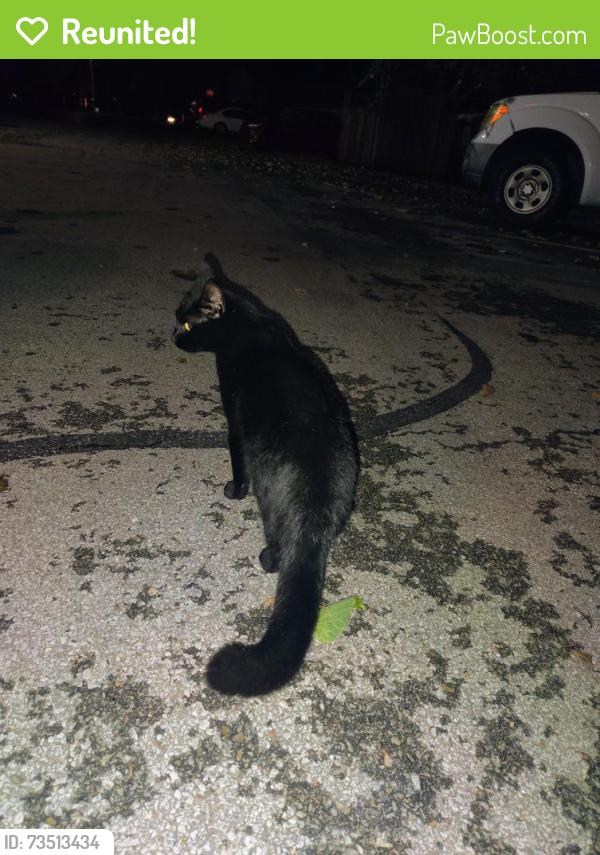 Reunited Male Cat last seen Lamar Ave, Mission, KS 66202