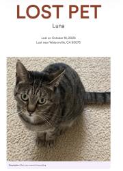 Reunited Female Cat last seen Lighthouse, Watsonville, CA 95076