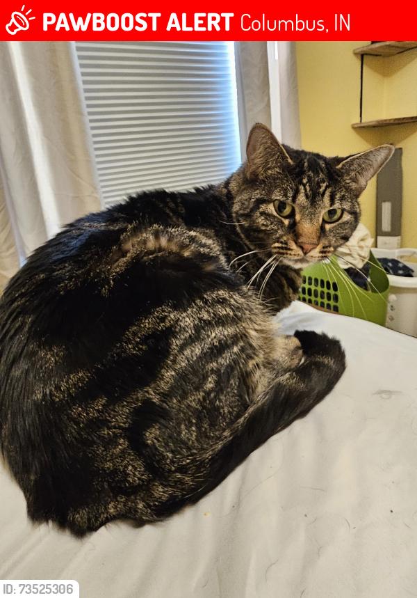 Lost Male Cat last seen Near Shadow Fox, Columbus, IN 47201