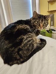 Lost Male Cat last seen Near Shadow Fox, Columbus, IN 47201