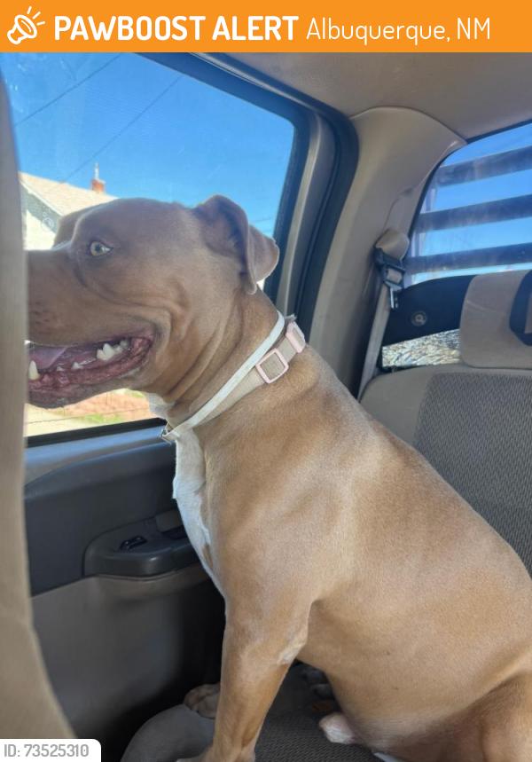 Found/Stray Male Dog last seen 12th and Indian school, Albuquerque, NM 87102