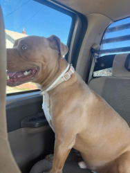Found/Stray Male Dog last seen 12th and Indian school, Albuquerque, NM 87102