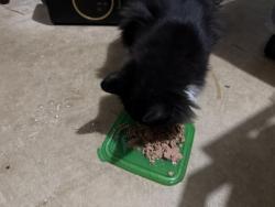 Found/Stray Unknown Cat last seen On my porch, Greensboro, NC 27406
