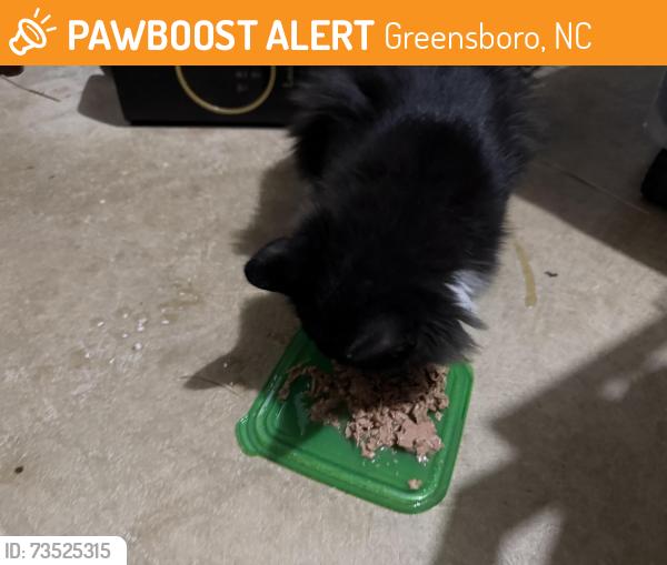 Found/Stray Unknown Cat last seen On my porch, Greensboro, NC 27406