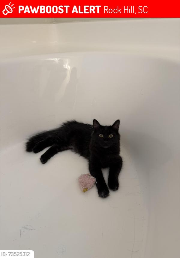 Lost Female Cat last seen Wooded area behind Madeline Drive, Rock Hill, SC 29732