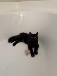 Lost Female Cat last seen Wooded area behind Madeline Drive, Rock Hill, SC 29732
