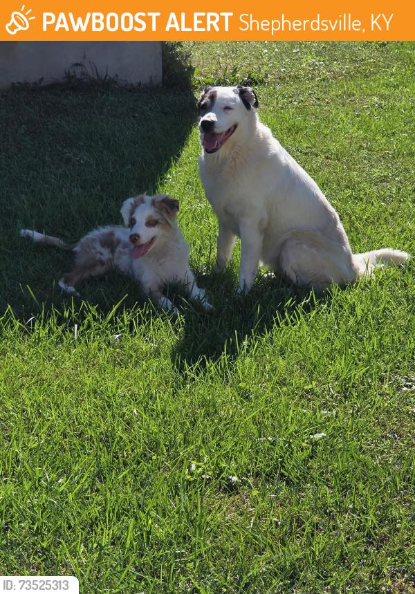 Found/Stray Female Dog last seen Seminole ct, Shepherdsville, KY 40165