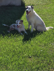 Found/Stray Female Dog last seen Seminole ct, Shepherdsville, KY 40165