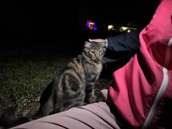 Found/Stray Unknown Cat last seen Country Lake Drive and O’Donnell, Champaign, IL 61821