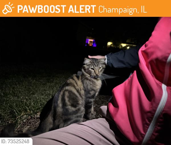 Found/Stray Unknown Cat last seen Country Lake Drive and O’Donnell, Champaign, IL 61821