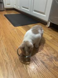 Found/Stray Unknown Cat last seen Ramsey Blv and 152nd Ave NW, Ramsey, MN 55303