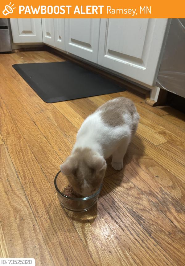 Found/Stray Unknown Cat last seen Ramsey Blv and 152nd Ave NW, Ramsey, MN 55303