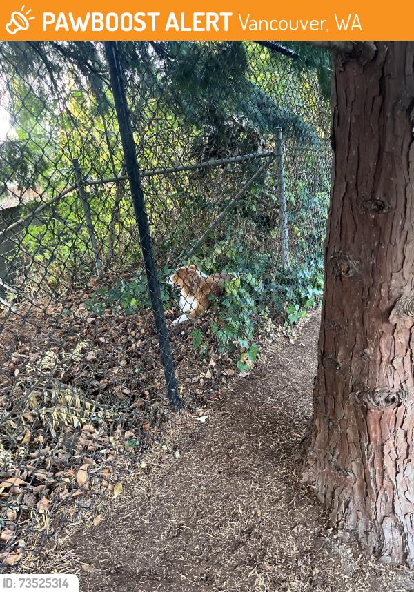 Found/Stray Unknown Dog last seen Adresen closer the ne van mall drive, Vancouver, WA 98661