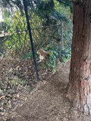 Found/Stray Unknown Dog last seen Adresen closer the ne van mall drive, Vancouver, WA 98661