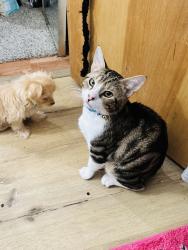 Reunited Male Cat last seen Yettem, Visalia, CA 93292