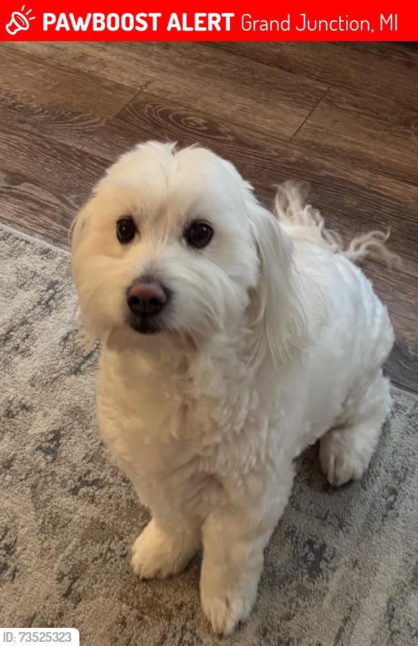 Lost Male Dog last seen 50th & 103rd, Grand Junction, MI 49056
