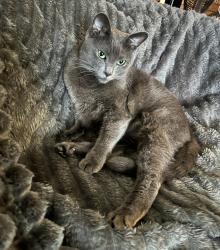 Reunited Male Cat last seen Garnet way, Auburn, CA 95602