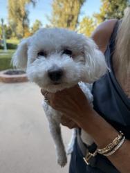 Found/Stray Female Dog last seen Hamilton / Club View Dr., Fresno, CA 93727