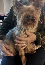 Found/Stray Male Dog last seen Legacy apmts, Baldwinsville, NY 13027
