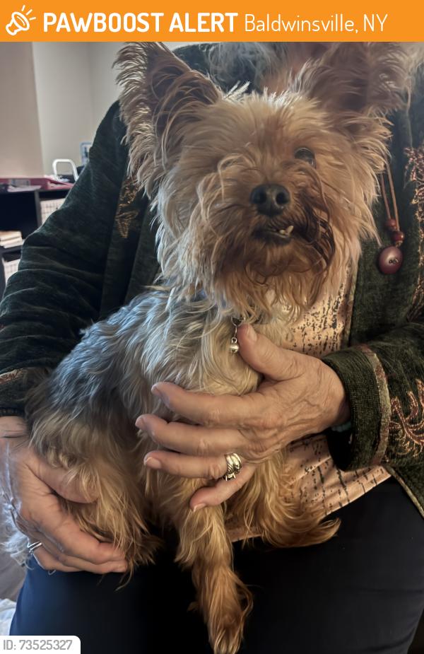 Found/Stray Male Dog last seen Legacy apmts, Baldwinsville, NY 13027