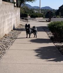 Found/Stray Unknown Dog last seen Embudito and Big Sky, Albuquerque, NM 87111