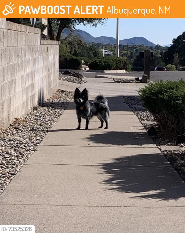 Found/Stray Unknown Dog last seen Embudito and Big Sky, Albuquerque, NM 87111